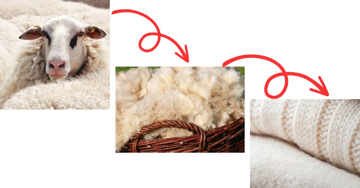 wool from sheep made into wool fabric